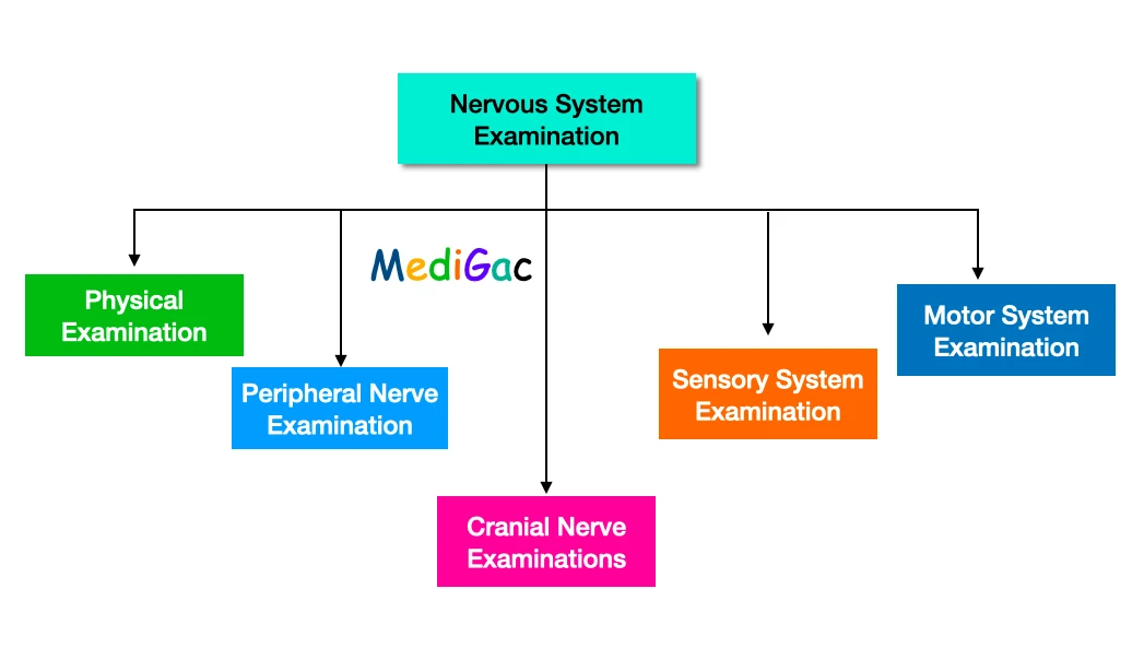 Nervous System Examination
